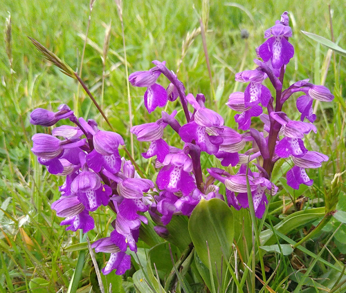 picture of this month's orchid